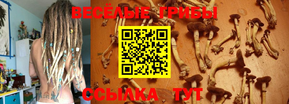 Псилоцибиновые грибы Psilocybine cubensis  Псилоцибиновые грибы Cubensis  Егорьевск 